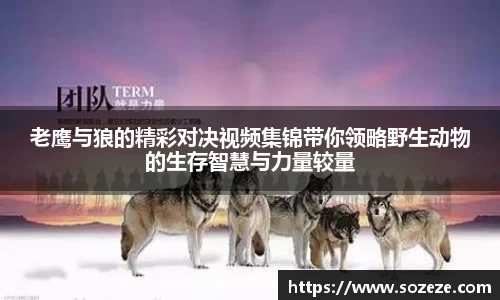 老鹰与狼的精彩对决视频集锦带你领略野生动物的生存智慧与力量较量